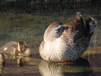 Eastern Spot-billed Duck 横十間川親水公園(東京都江東区) Wed, 6/1/2022