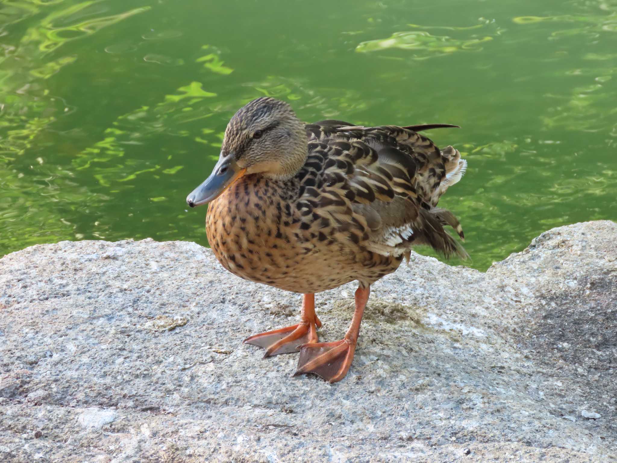 横十間川親水公園(東京都江東区) マガモの写真 by のぐち