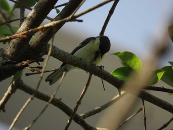 Japanese Tit 横十間川親水公園(東京都江東区) Wed, 6/1/2022