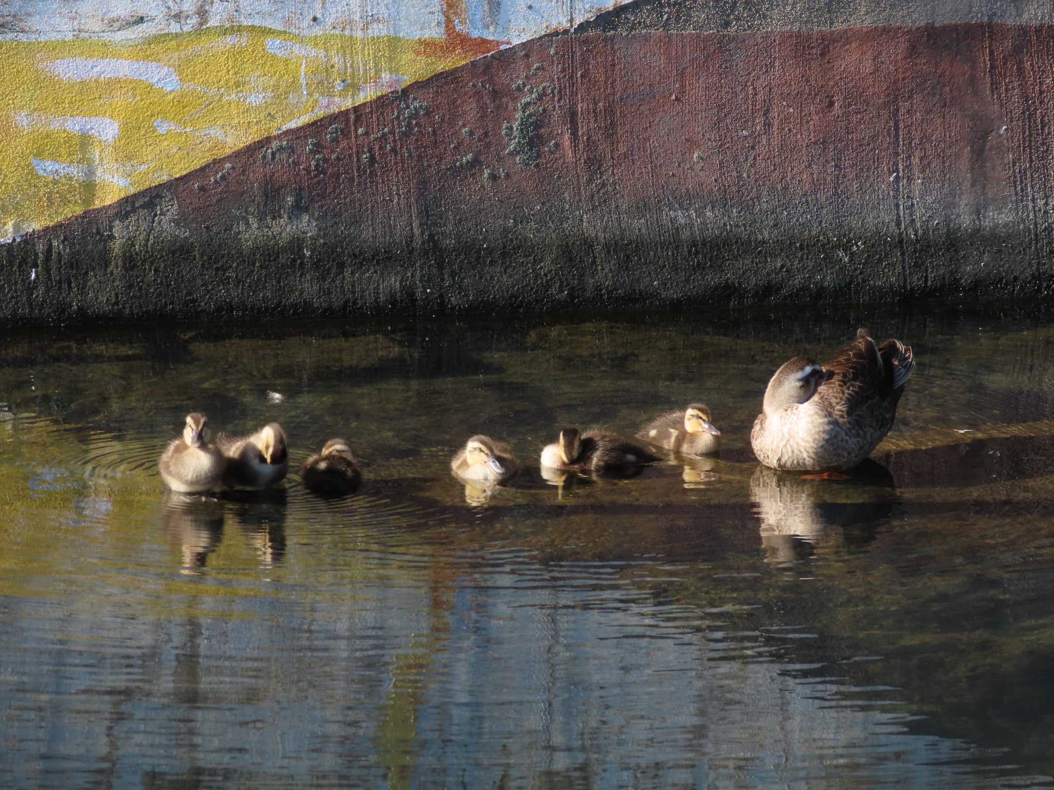 横十間川親水公園(東京都江東区) カルガモの写真 by のぐち