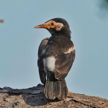 Siamese Pied Myna Bang Phra Non-Hunting area Sat, 6/11/2022