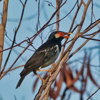 Siamese Pied Myna Bang Phra Non-Hunting area Sat, 6/11/2022