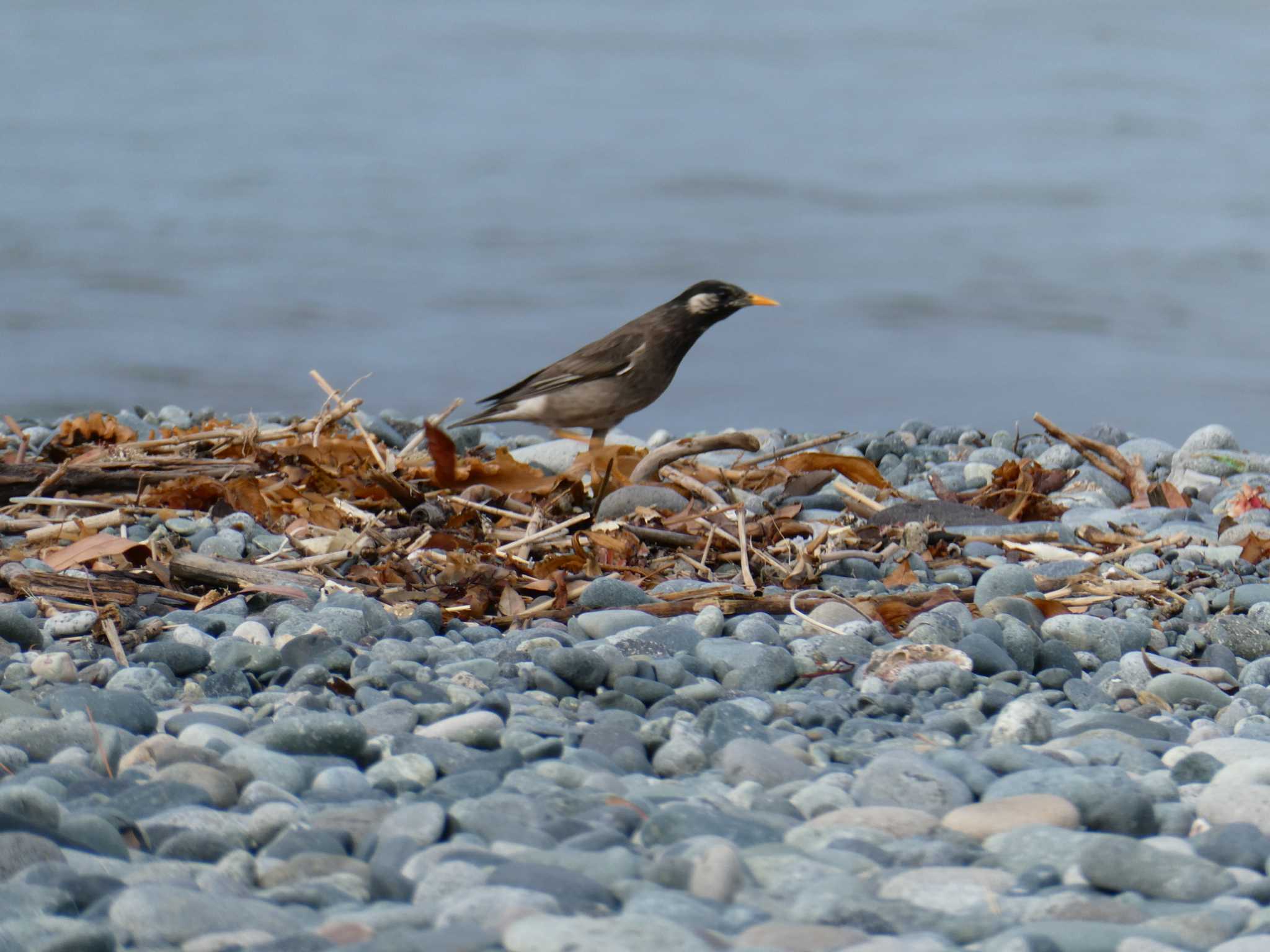 White-cheeked Starling