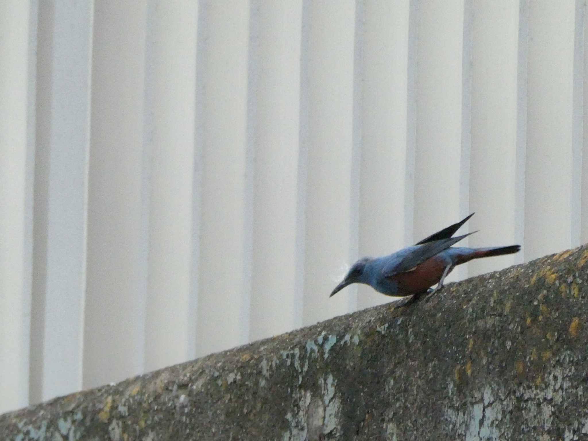 Blue Rock Thrush