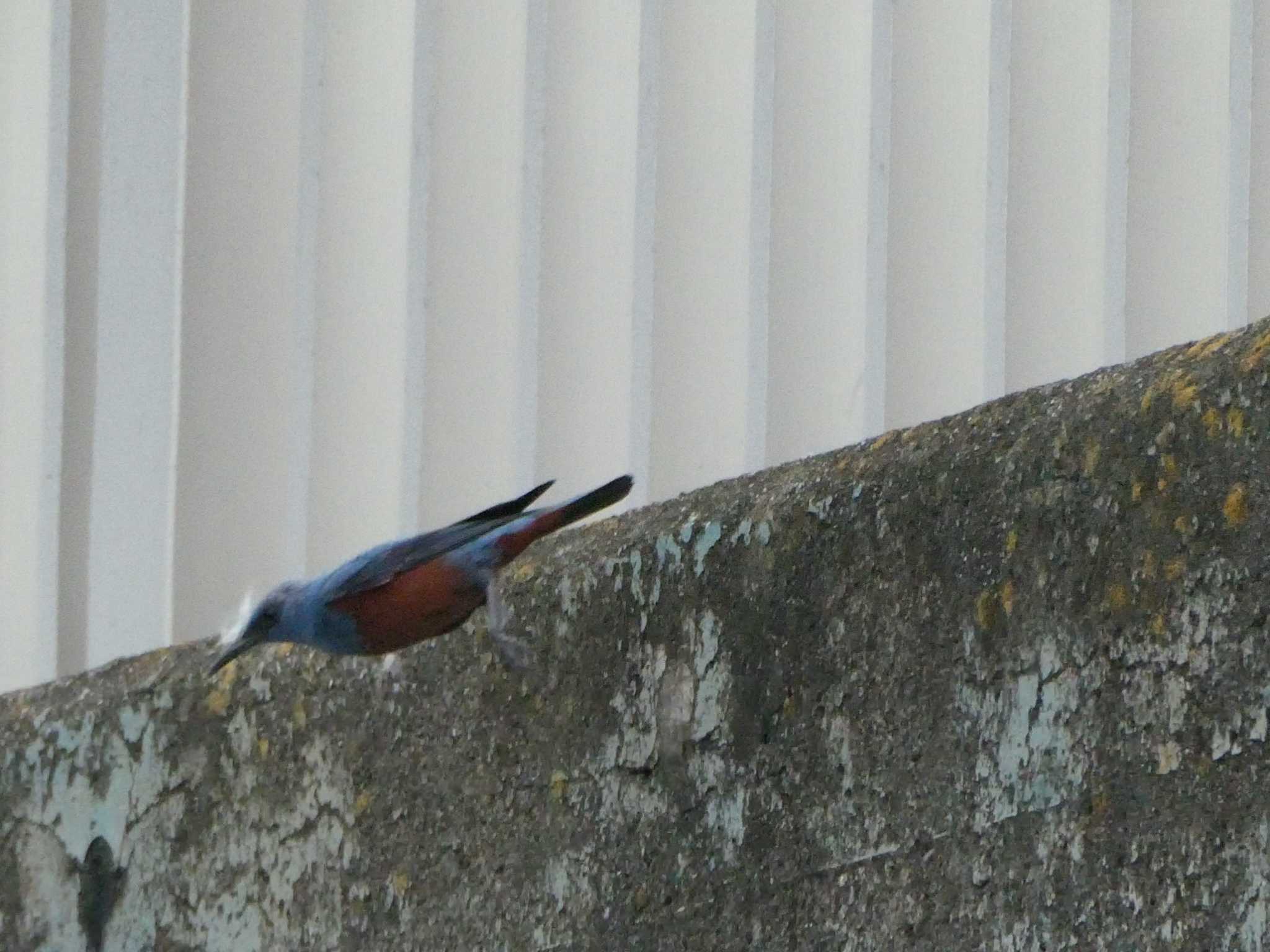 Blue Rock Thrush