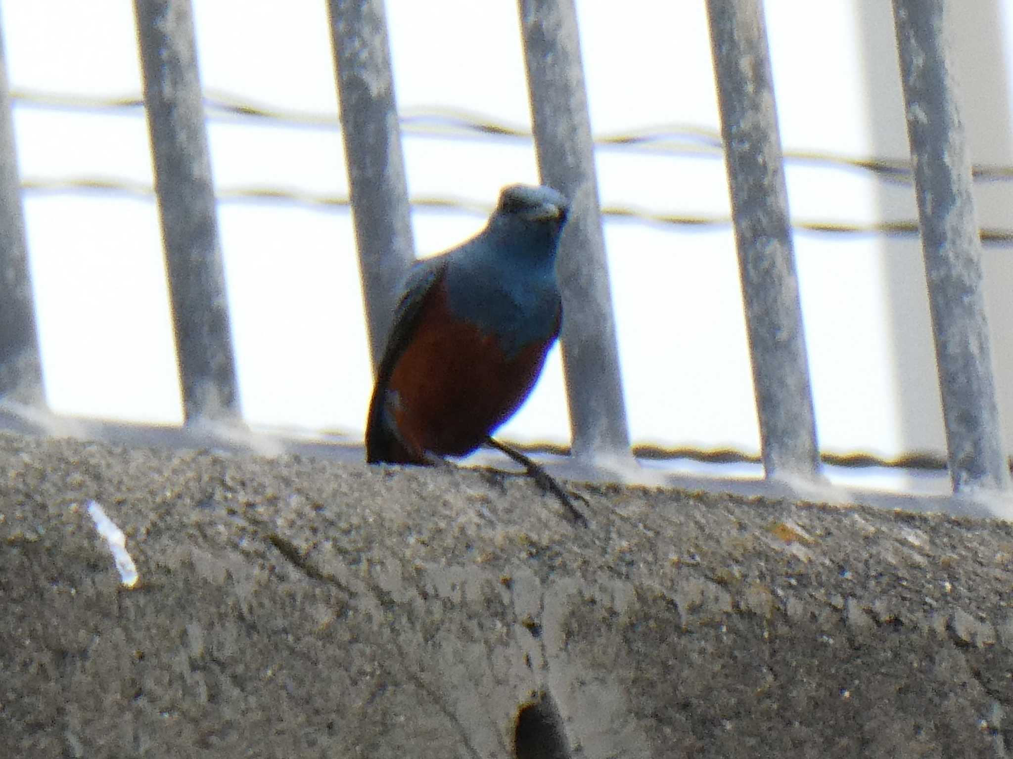 Blue Rock Thrush