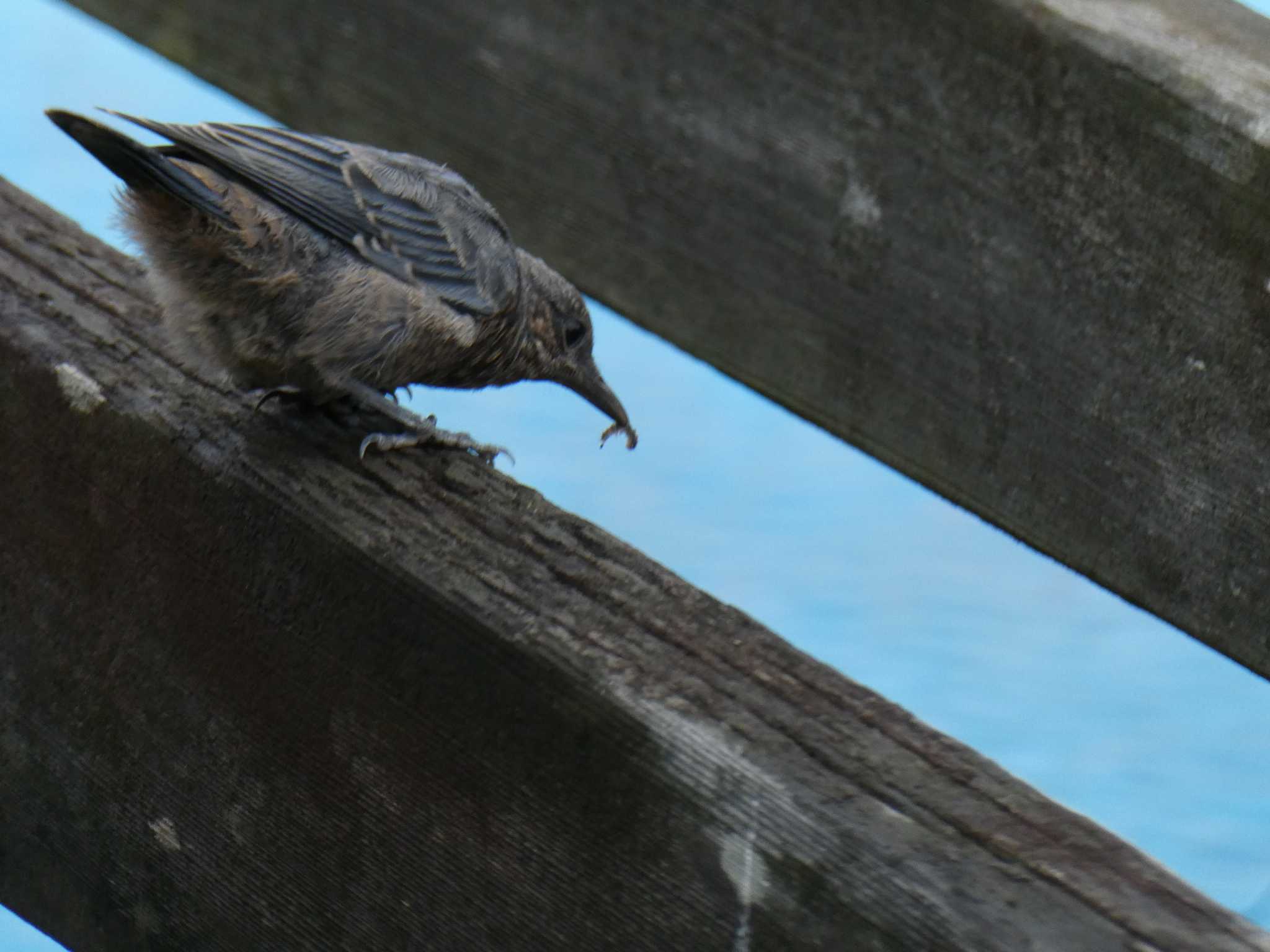 大磯照ヶ崎海岸 イソヒヨドリの写真 by 塩昆布長