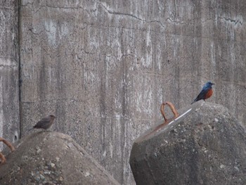 Blue Rock Thrush Terugasaki Beach Sun, 6/12/2022