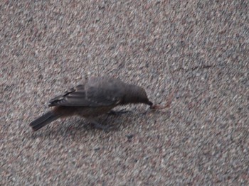 Blue Rock Thrush Terugasaki Beach Sun, 6/12/2022