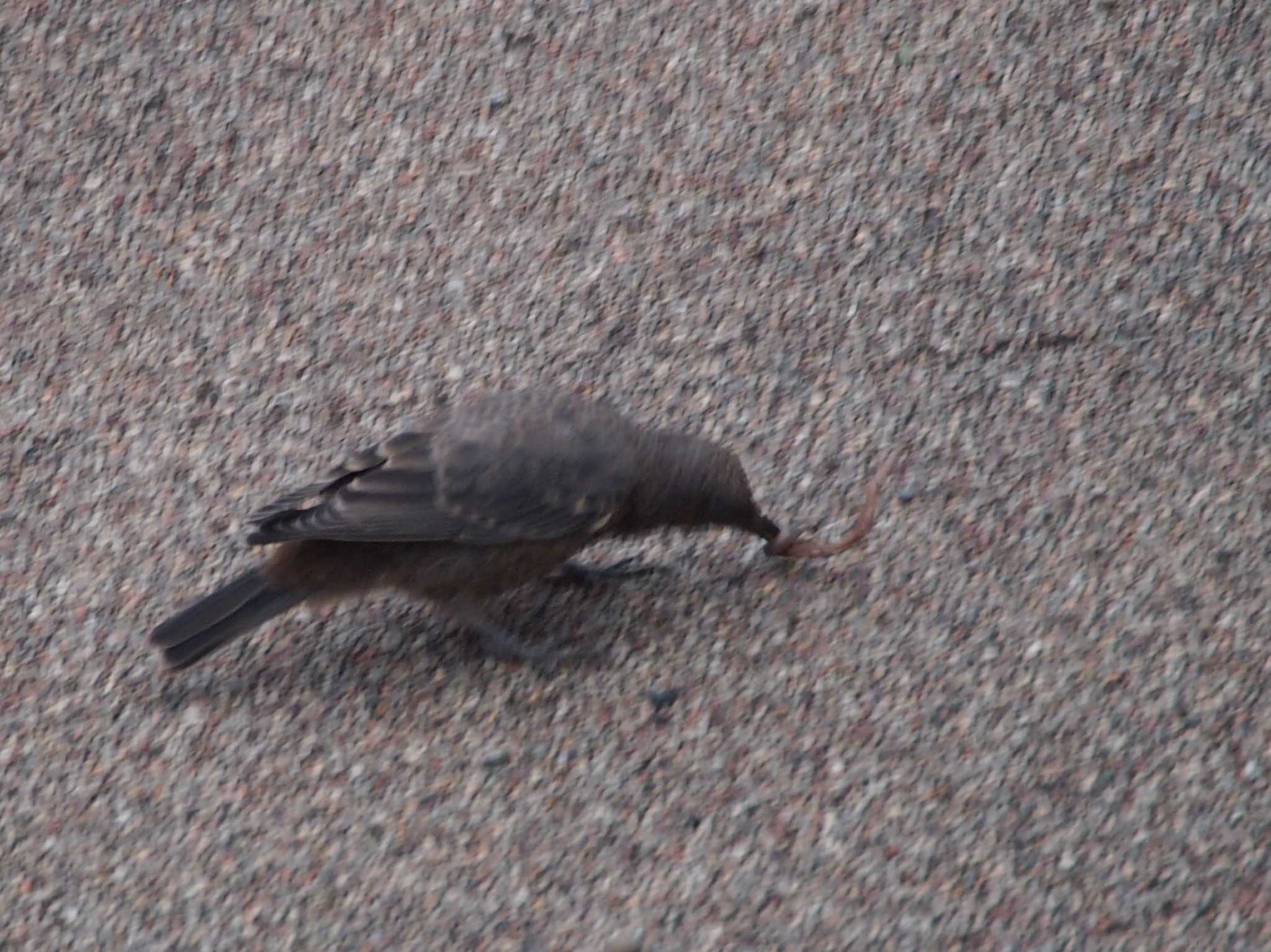 Blue Rock Thrush