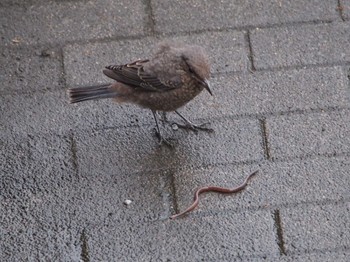 Blue Rock Thrush Terugasaki Beach Sun, 6/12/2022