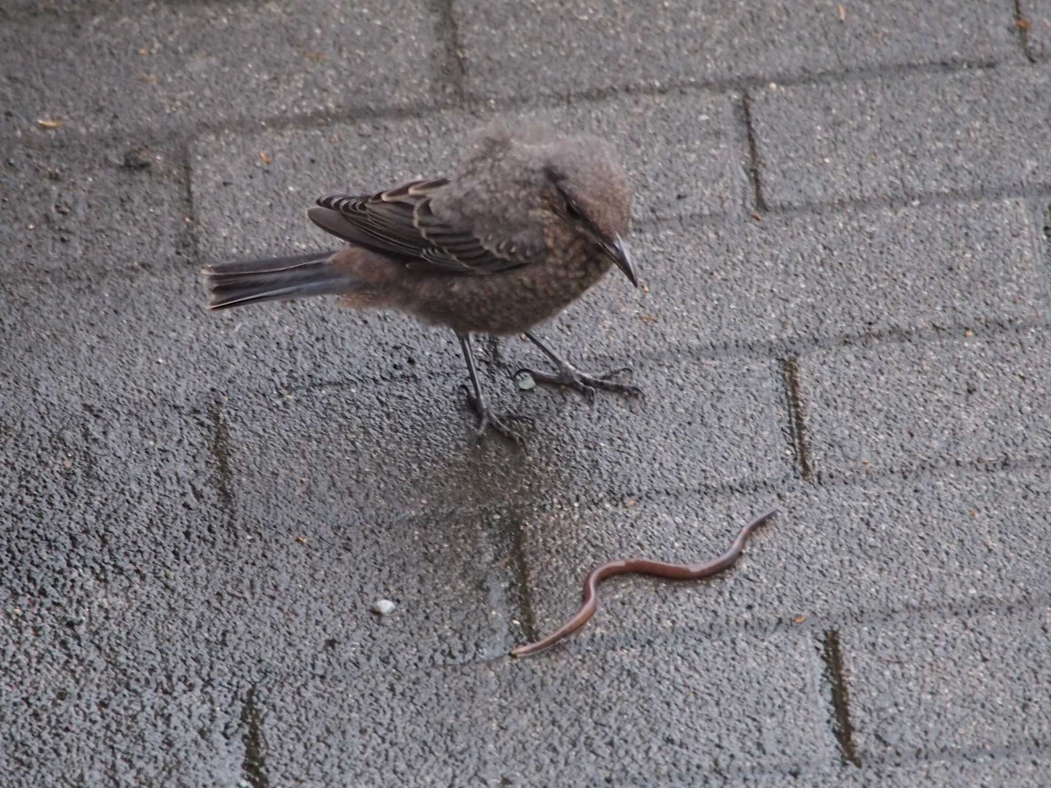 Photo of Blue Rock Thrush at Terugasaki Beach by 塩昆布長