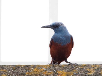 Blue Rock Thrush Terugasaki Beach Sun, 6/12/2022