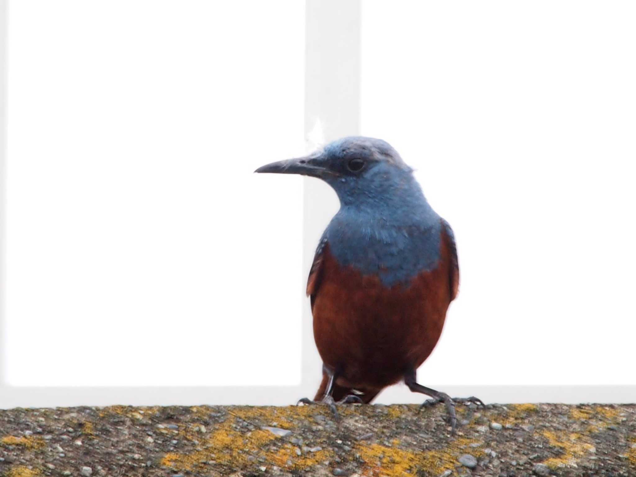 Photo of Blue Rock Thrush at Terugasaki Beach by 塩昆布長