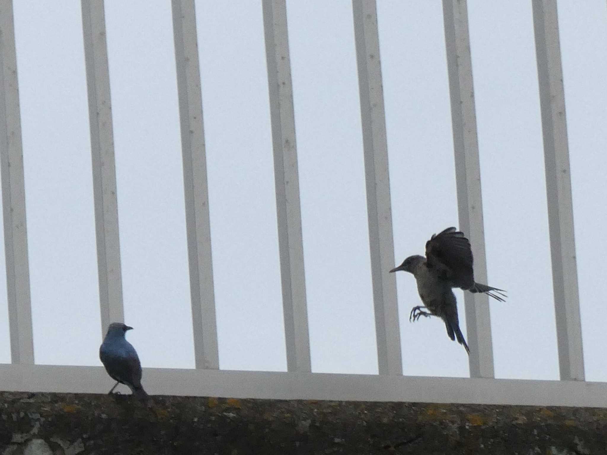 Blue Rock Thrush