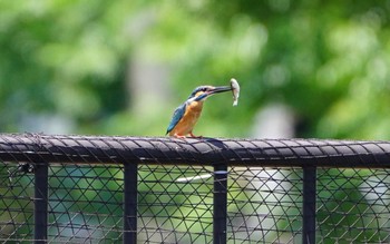 2022年6月12日(日) 恩智川治水緑地の野鳥観察記録