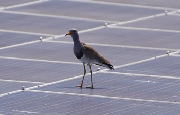 Grey-headed Lapwing 東大阪市池島 Sun, 6/12/2022