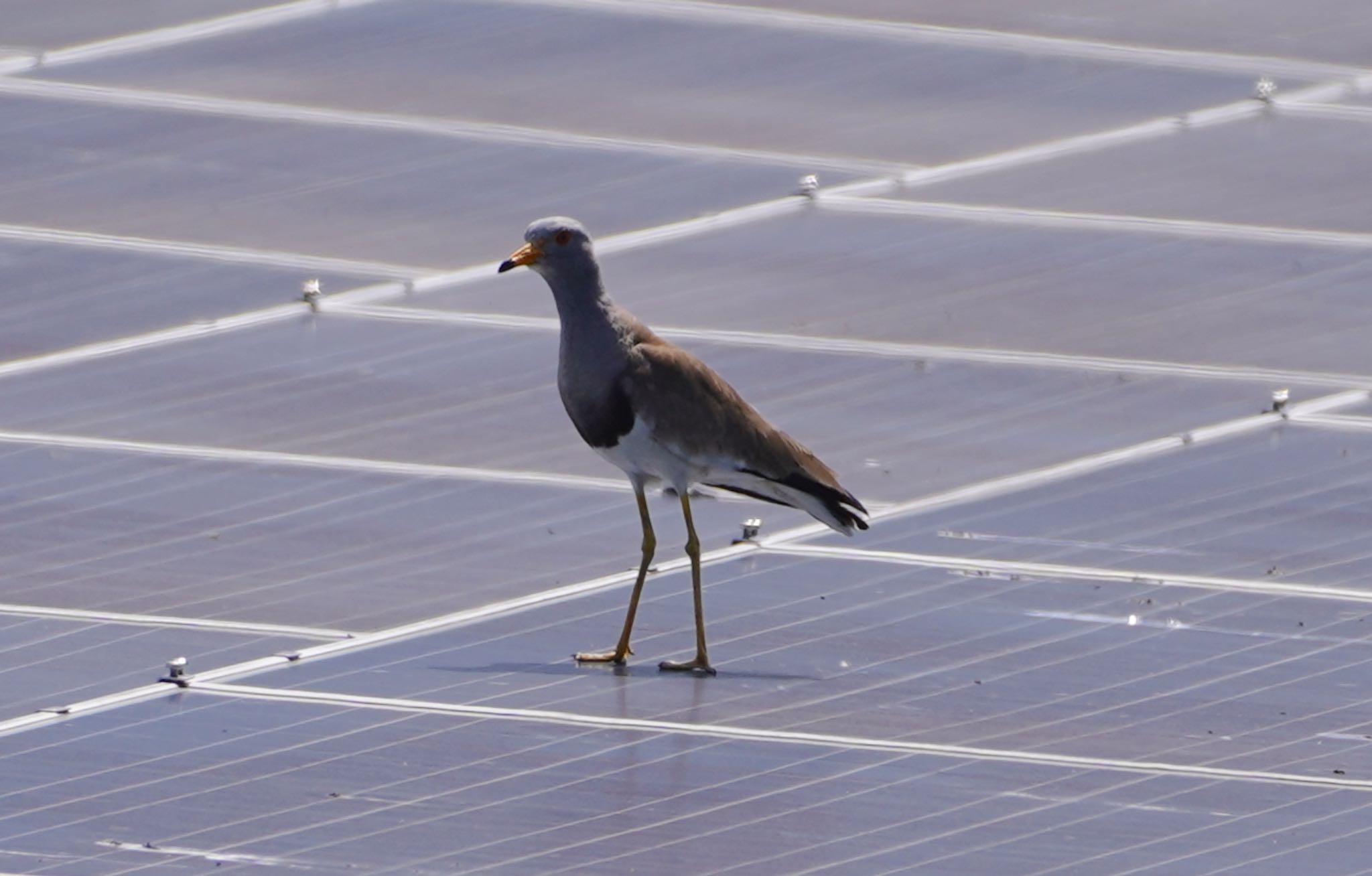 Grey-headed Lapwing