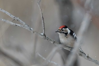 Lesser Spotted Woodpecker