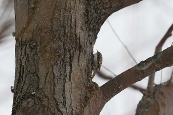 Eurasian Treecreeper(daurica) Unknown Spots Mon, 1/1/2018