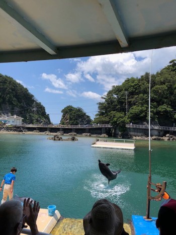 2022年6月12日(日) 下田の野鳥観察記録