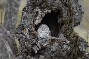 Ural Owl(japonica) Unknown Spots Mon, 1/1/2018