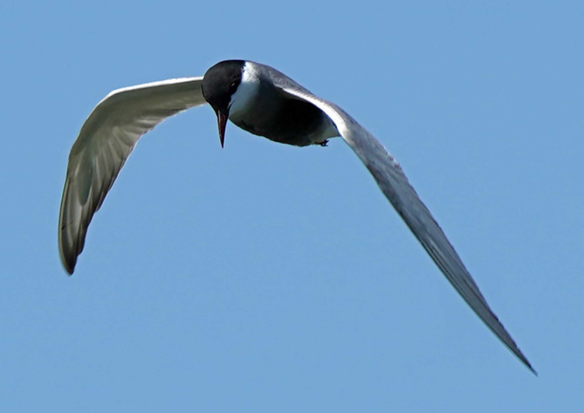 Photo of Whiskered Tern at  by Chacoder