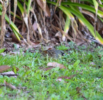 2022年4月5日(火) 馬見丘陵公園の野鳥観察記録