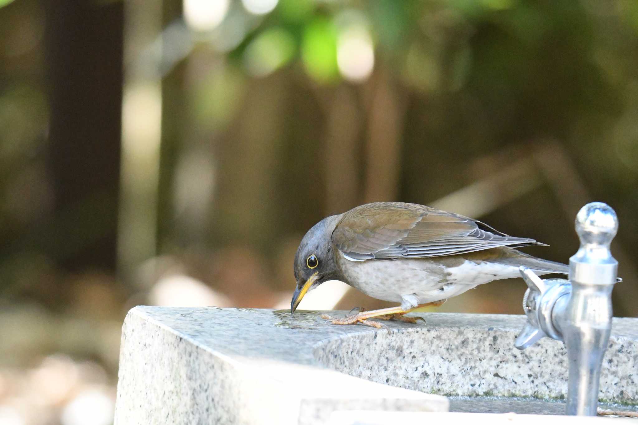 Photo of Pale Thrush at Kasai Rinkai Park by あひる