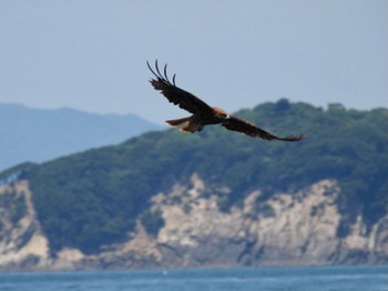 2022年6月12日(日) 和歌山県和歌山市の野鳥観察記録