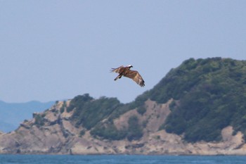 2022年6月12日(日) 和歌山県和歌山市の野鳥観察記録