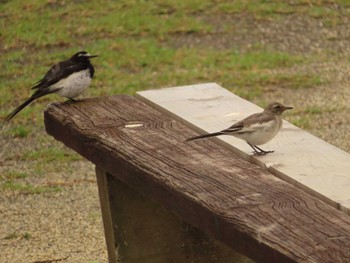 2022年6月12日(日) 多摩川の野鳥観察記録