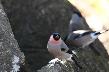 ウソ 葛西臨海公園 2018年1月1日(月)