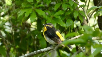 Narcissus Flycatcher Arima Fuji Park Sun, 6/12/2022