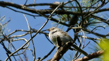 Japanese Bush Warbler Arima Fuji Park Sun, 6/12/2022