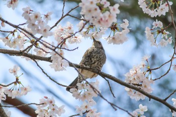 2022年4月1日(金) 夙川河川敷緑地(夙川公園)の野鳥観察記録