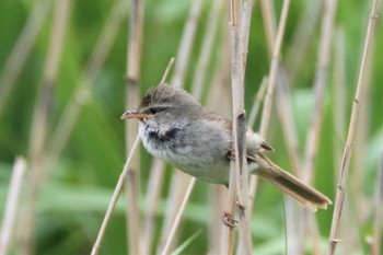 2022年6月12日(日) 金井遊水地(金井遊水池)の野鳥観察記録