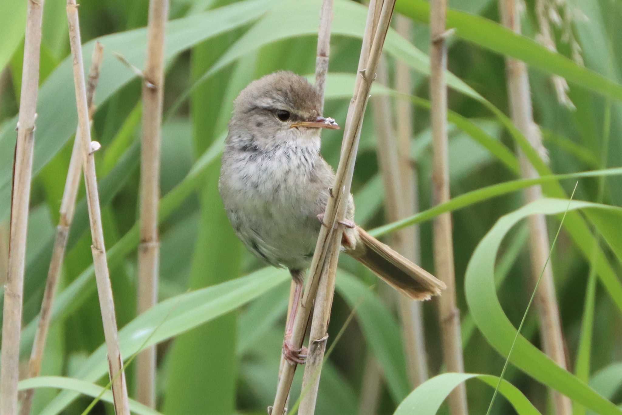 Japanese Bush Warbler