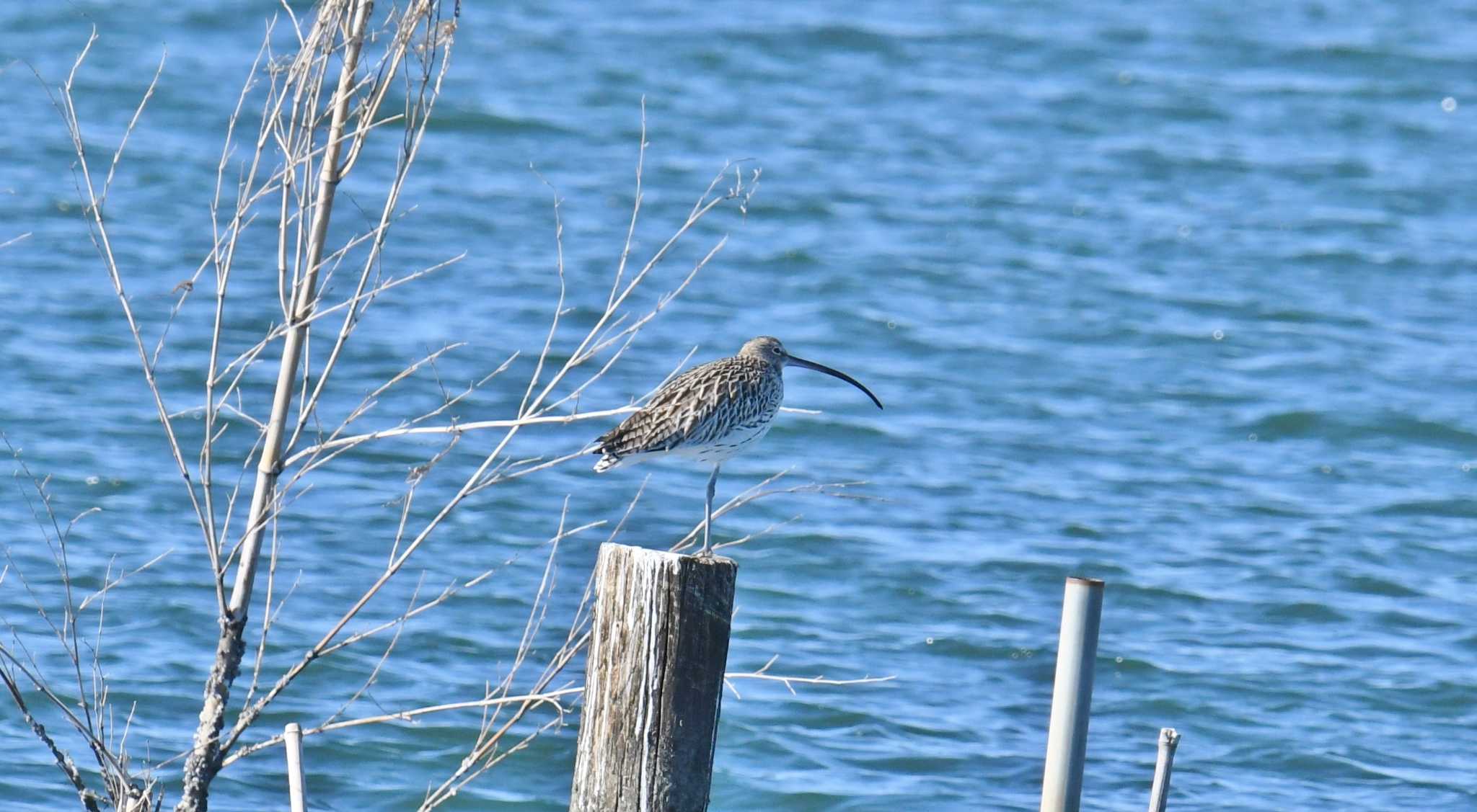 Photo of Eurasian Curlew at Kasai Rinkai Park by あひる