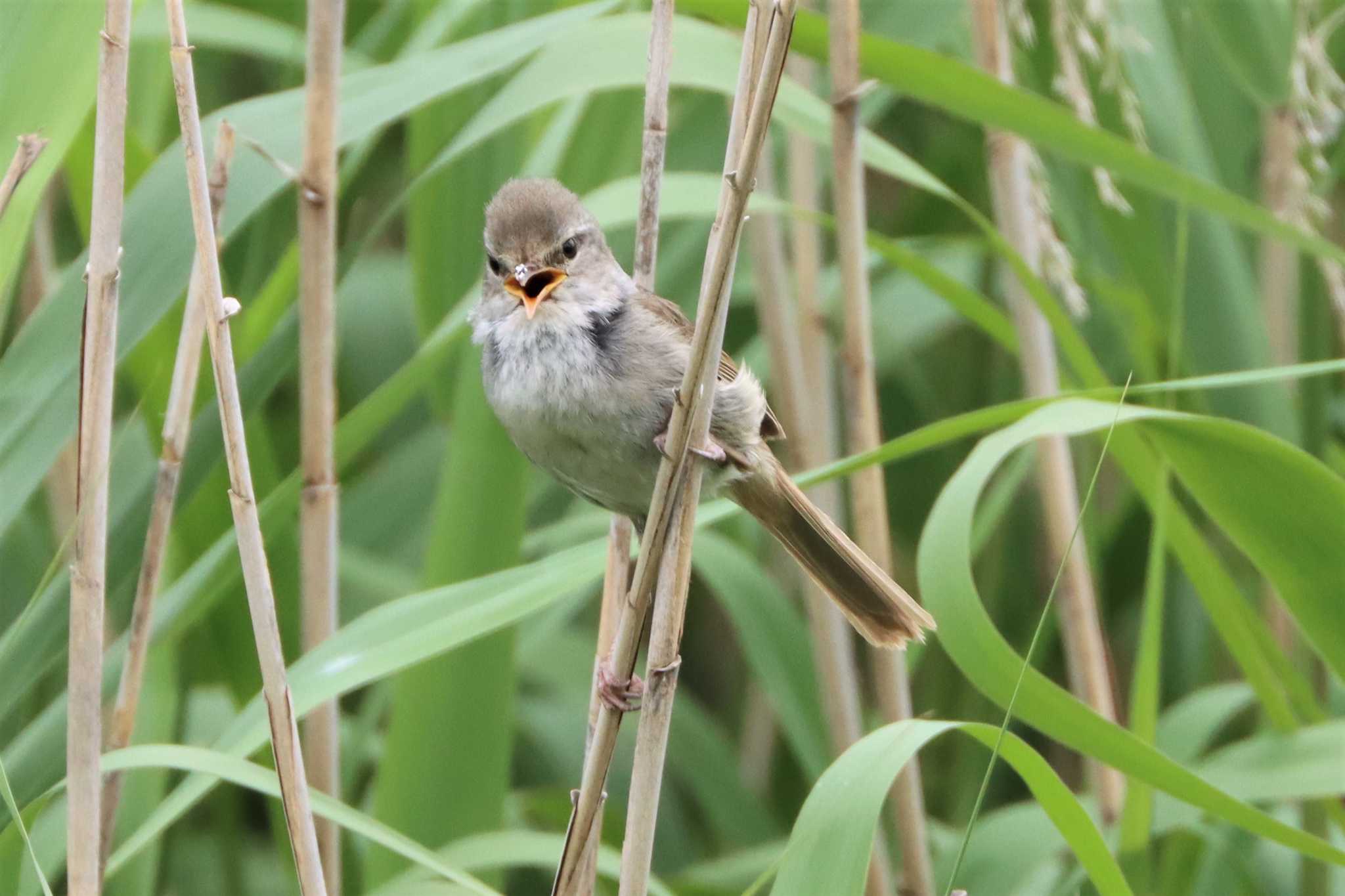 Japanese Bush Warbler