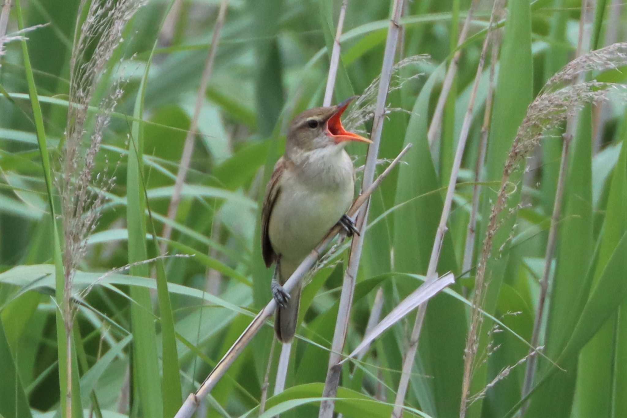 Oriental Reed Warbler