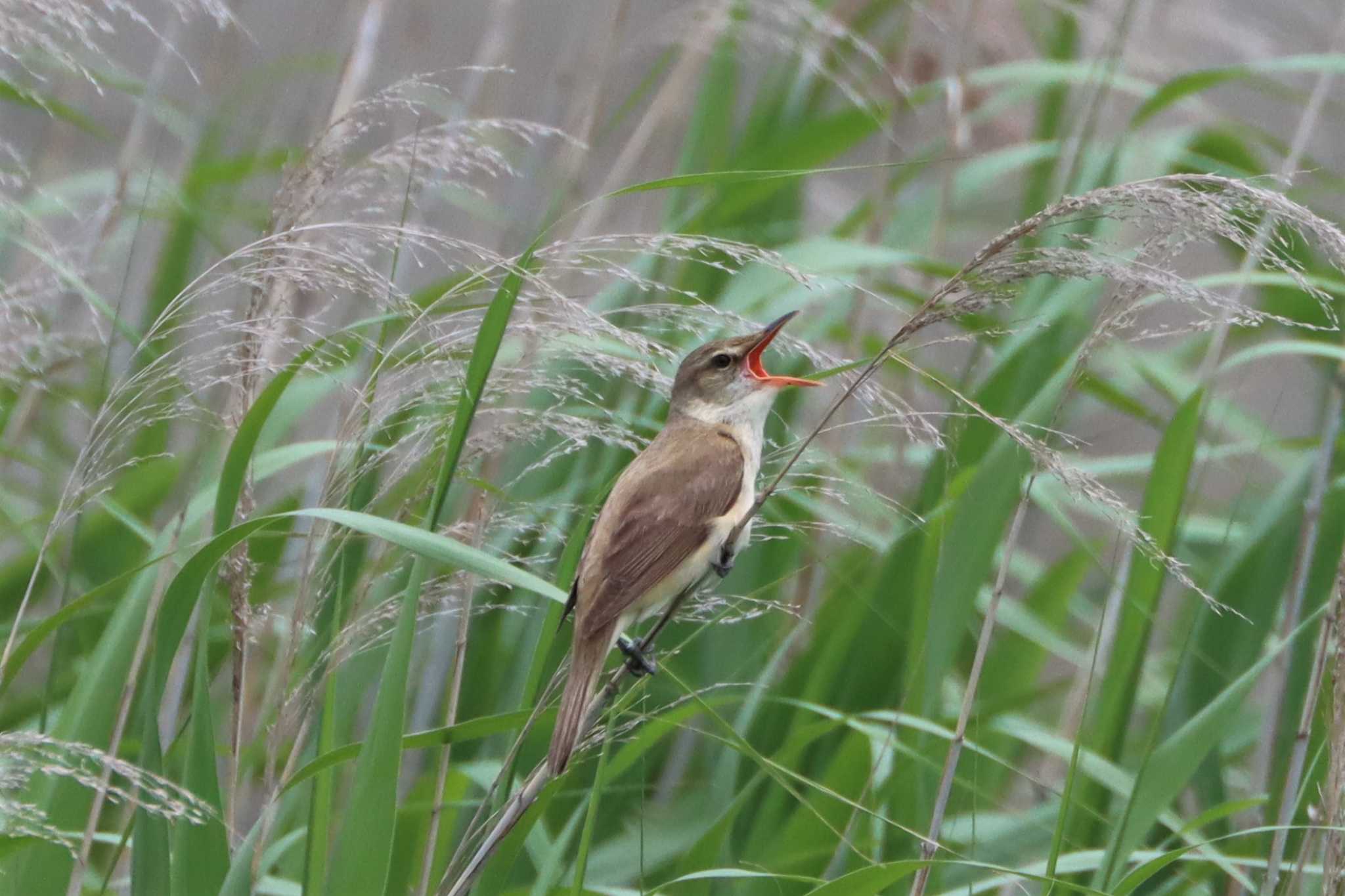 Oriental Reed Warbler