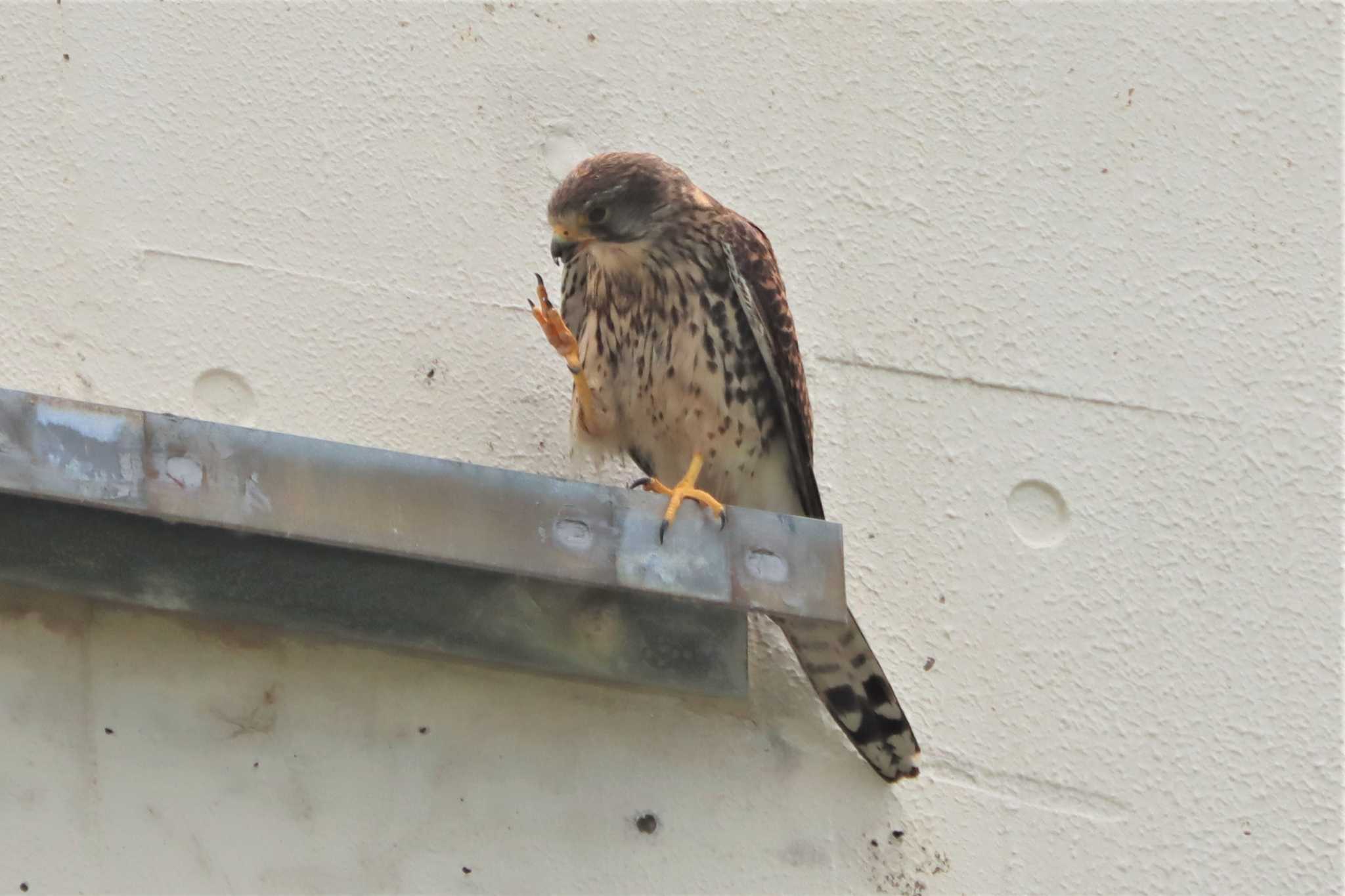 Common Kestrel