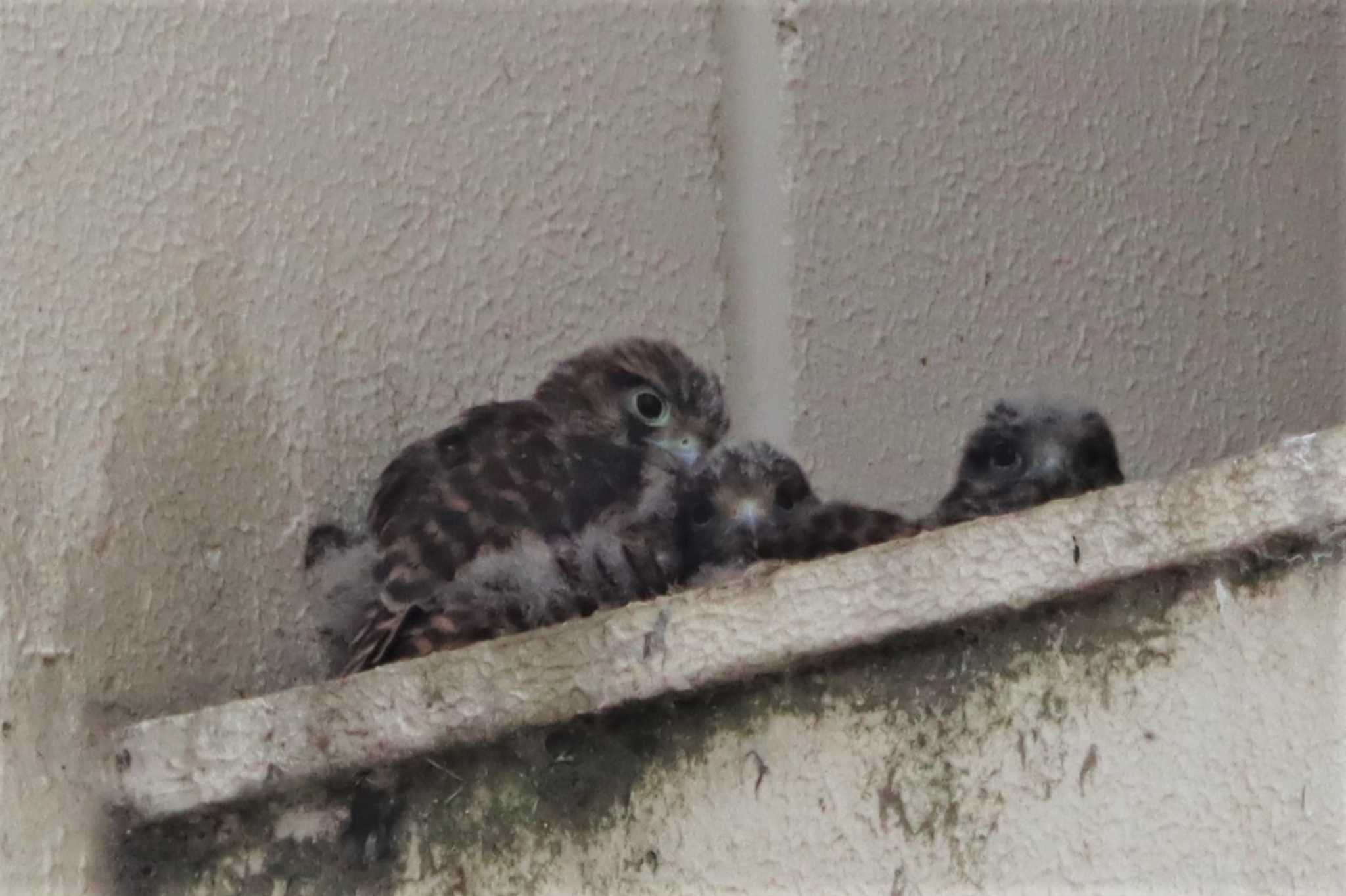 Common Kestrel