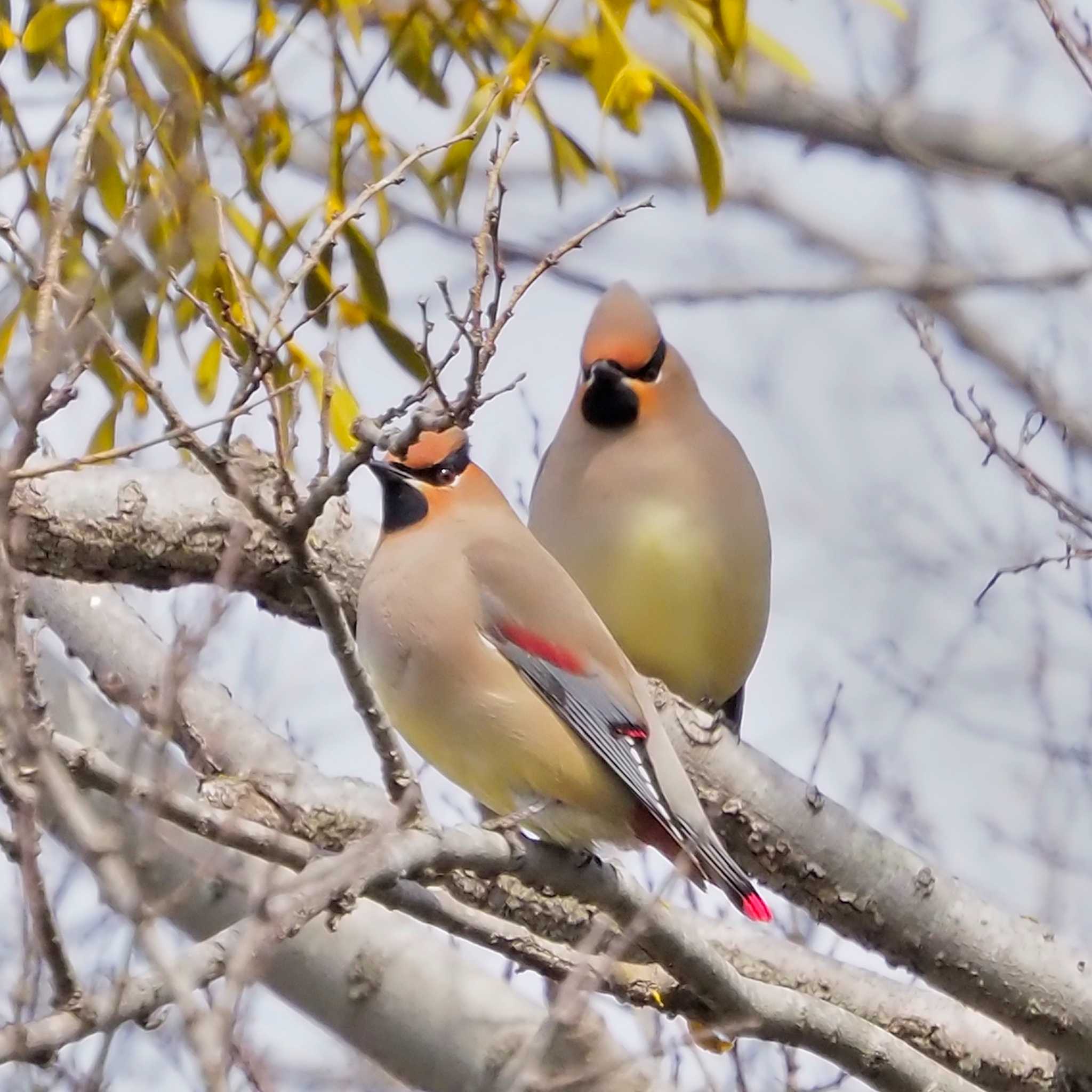 Photo of Japanese Waxwing at 太田宿中山道会館 by よつくん