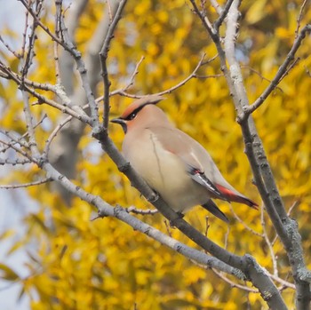 Japanese Waxwing 太田宿中山道会館 Tue, 3/8/2022