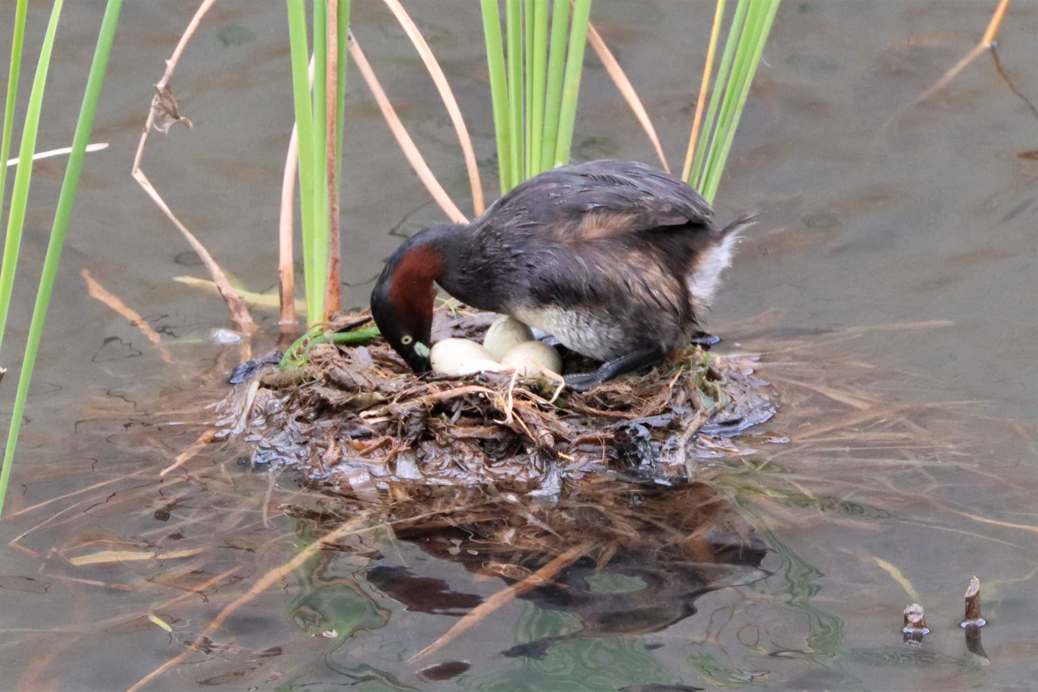 Little Grebe