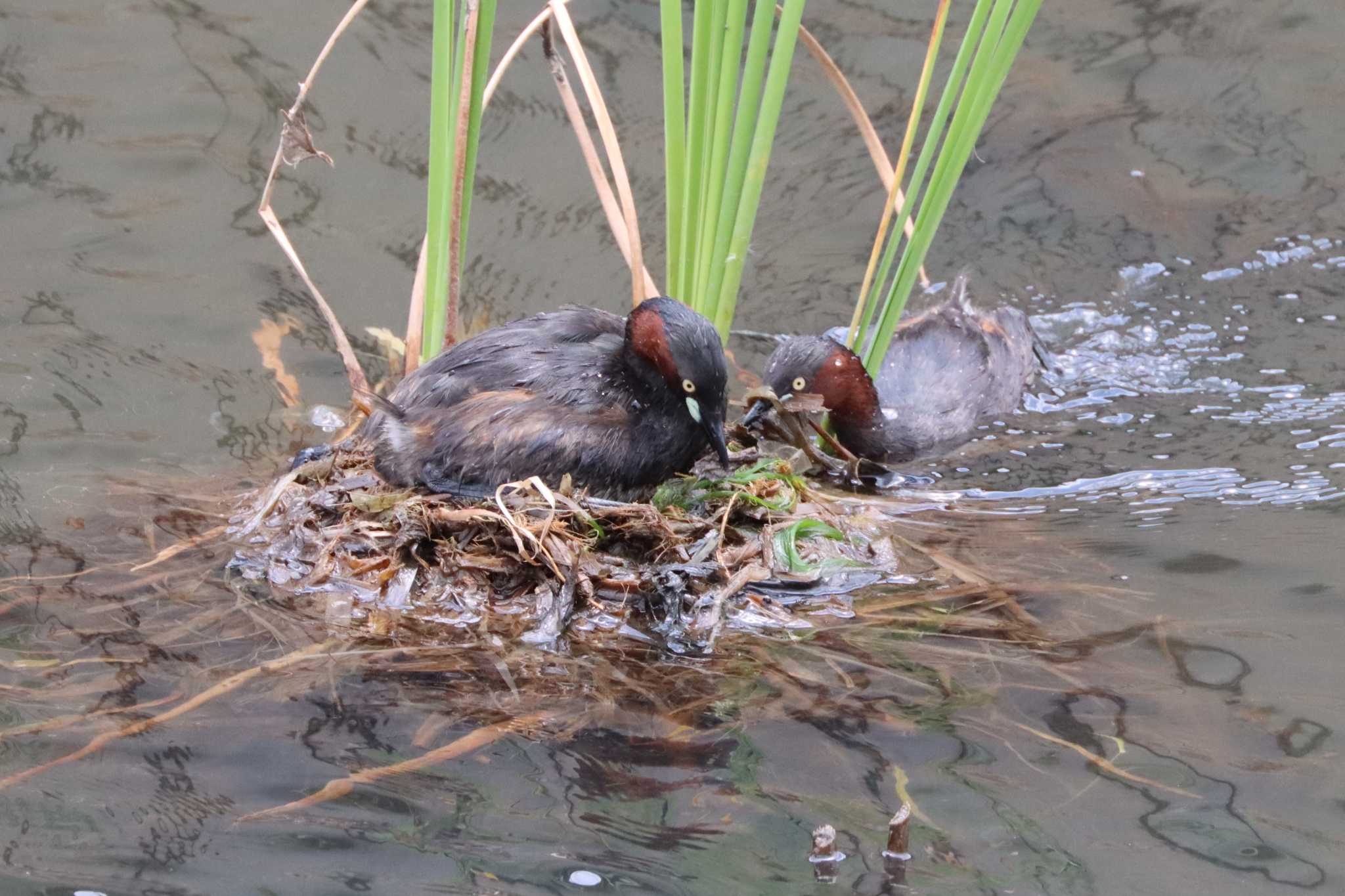 カイツブリ