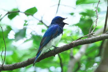 Sun, 6/12/2022 Birding report at 池子の森自然公園