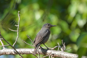 2022年6月12日(日) 神戸市西区の野鳥観察記録